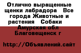 Отлично выращенные щенки лабрадора - Все города Животные и растения » Собаки   . Амурская обл.,Благовещенск г.
